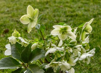 Yellow flowers in the garden
