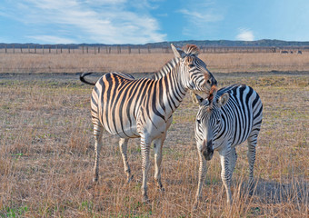 Fototapeta na wymiar Zebras beautiful animals in steppe, couple African herbivore animals autumn sunset landscape.