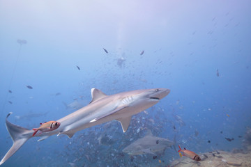 Silver tip reef sharks swimming around in tropical waters of Fiji with scuba divers in deep water