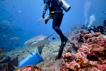 Scuba divers hand feeding bull shark and silver tip reef sharks on deep dive in Fiji