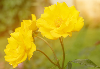 yellow roses in the garden with sun light