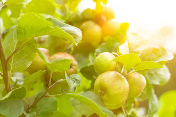 Apples harvest on the apple tree with sun light in autumn