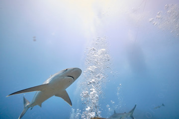 Silver tip reef sharks swimming around in tropical waters of Fiji with scuba divers in deep water
