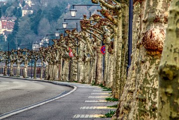 Plane tree alley along a curvy road