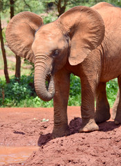 Fototapeta na wymiar Cute baby elephant spreading its ears.. Closeup. 