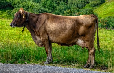 Cow as a photo model