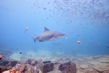 Large wild bull sharks swimming around and feeding in tropical waters of Fiji