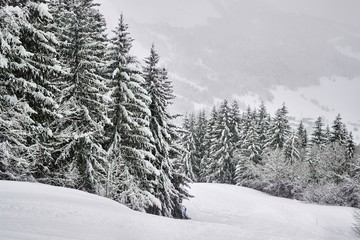 Snowy trees on a winter mountain snowcovered landscape, gloomy weather