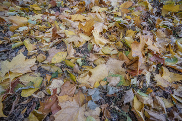 Background with pile of dry leaves