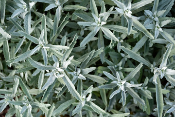 Background of light plants of artemisia