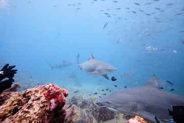 Large wild bull sharks swimming around and feeding in tropical waters of Fiji