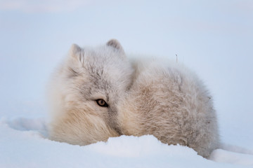 Lis polarny, południowy Spitsbergen © blackspeed