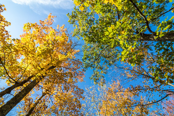 Trees covered in brilliant fall foliage in yellow, orange, red against a vivid blue sky on a sunny afternoon, upshot
