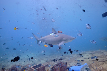 Large wild bull sharks swimming around and feeding in tropical waters of Fiji
