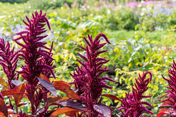 Beautiful red curved leaves of Amaranthus gangeticus or tricolor on the flower bed in a garden in...