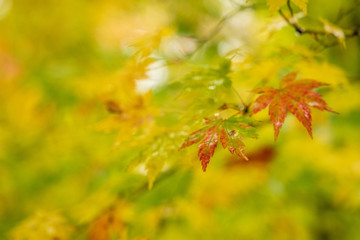 Naklejka na ściany i meble Moriyoshi Park in early autumn