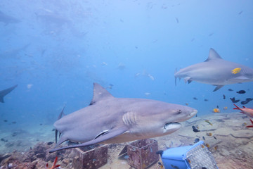 Large wild bull sharks swimming around and feeding in tropical waters of Fiji