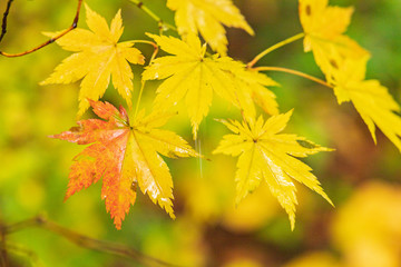 Moriyoshi Park in early autumn