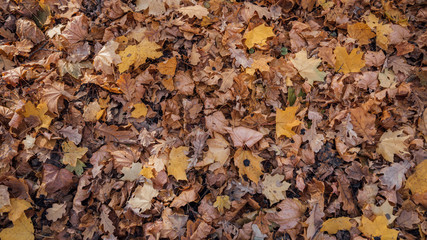 Autumn. Multicolored maple leaves lie on the grass. Colorful foliage in the park. Falling leaves natural background