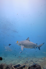 Naklejka premium Large wild bull sharks swimming around and feeding in tropical waters of Fiji