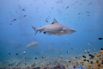 Large wild bull sharks swimming around and feeding in tropical waters of Fiji