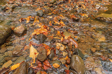 Moriyoshi Park in early autumn
