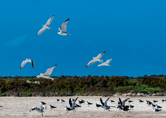 Gaviotas en el Parque Natural de Punta Entinas, Roquetas de Mar, Almería, España.