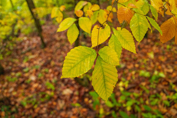 Moriyoshi Park in early autumn