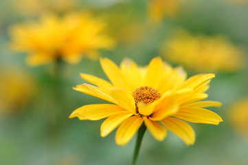 Yellow daisy flower postcard back or wallpaper with copy space
