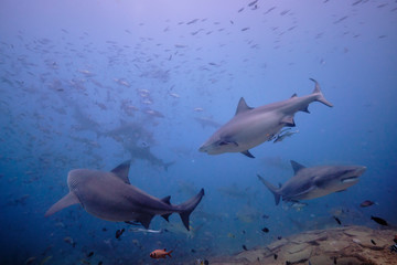 Large wild bull sharks swimming around and feeding in tropical waters of Fiji