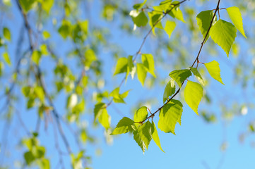 Green leaves against blue sky