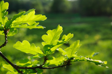 Tree branch with juicy green leaves, summer. Sunlight, bokeh, background