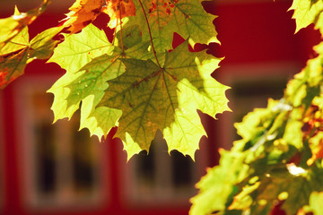 Goldener Herbst
