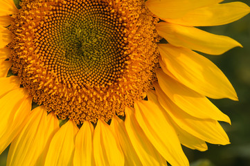Beautiful sunflower closeup in soft sunset light