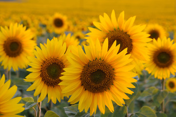 Beautiful sunflowers closeup in soft sunset light