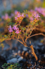 Blooming organic thyme during sunset