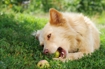 Light dog eating apples. Concept of being a vegetarian