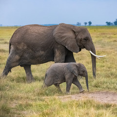 Two elephants in the savannah in the Serengeti park, the mother and a baby elephant walking