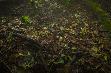 Cogumelo escondido nas folhas de vegetação do outonmo