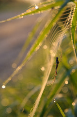 Spider web in dew with a spider