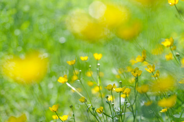 Beautiful yellow buttercup flowers on a fresh green grass background. Blurred flowers on the foreground