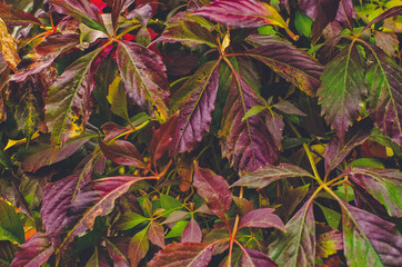 multicolored autumn leaves Virginia creeper background