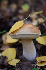 Picking up mushrooms in the forest