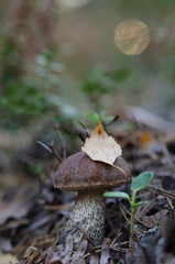 Picking up mushrooms in the forest