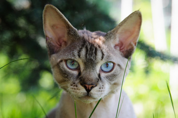 Devon rex cat outdoors. A grey cat with blue eyes. Curly cat with striped tail on fresh green grass