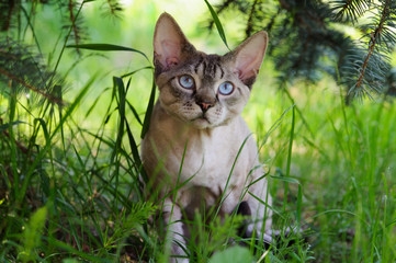 Naklejka na ściany i meble Devon rex cat outdoors. A grey cat with blue eyes. Curly cat with striped tail on fresh green grass