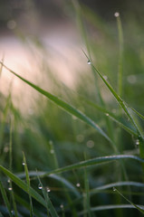 Dew drops on fresh green grass, stunning background