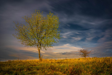 Fototapeta premium tree in autumn