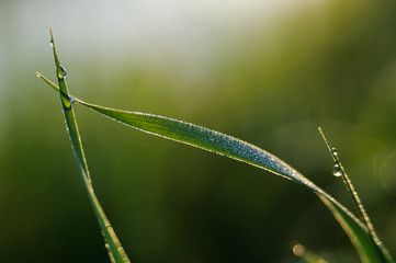 Obraz premium Dew drops on fresh green grass, stunning background