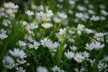 Little fresh white spring flowers. Stellaria in the forest